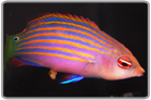 Six Line Wrasse